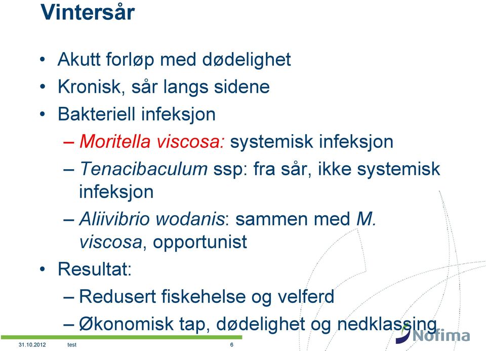 systemisk infeksjon Aliivibrio wodanis: sammen med M.