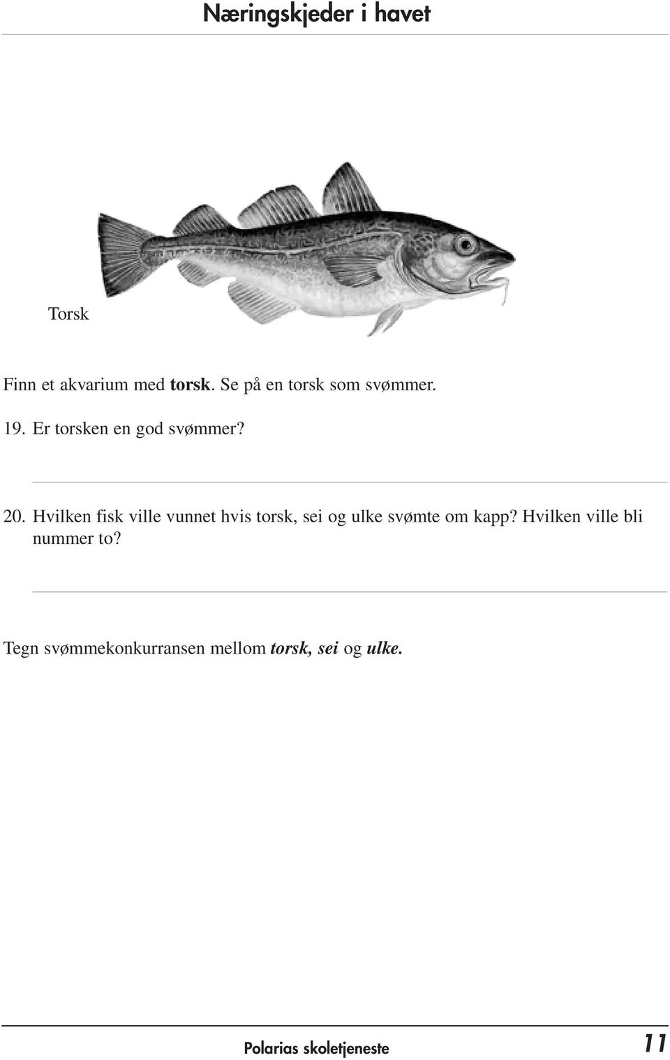 Hvilken fisk ville vunnet hvis torsk, sei og ulke svømte om kapp?