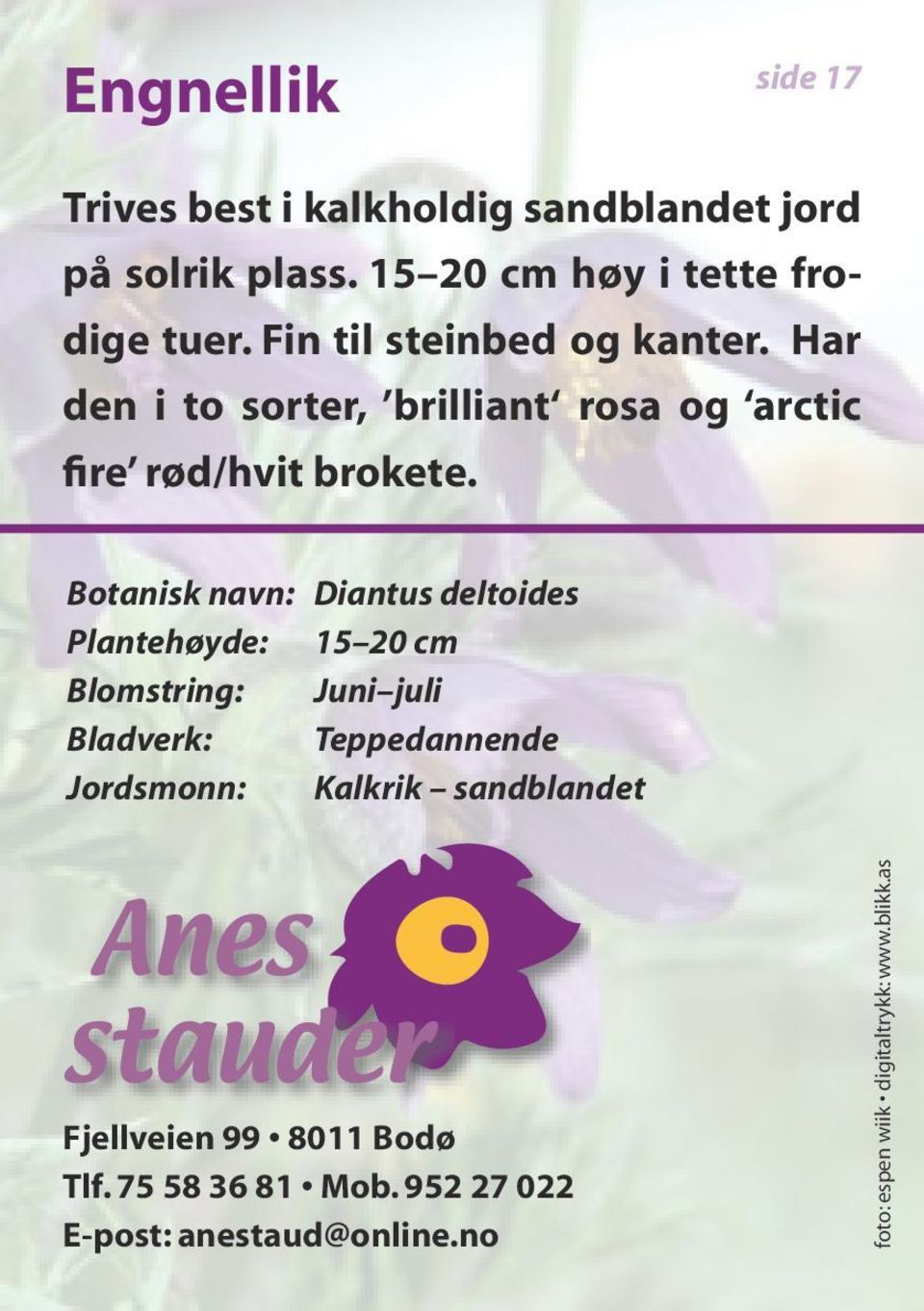 Botanisk navn: Diantus deltoides Plantehøyde: 15 20 cm Blomstring: Juni juli Bladverk: Teppedannende Jordsmonn:
