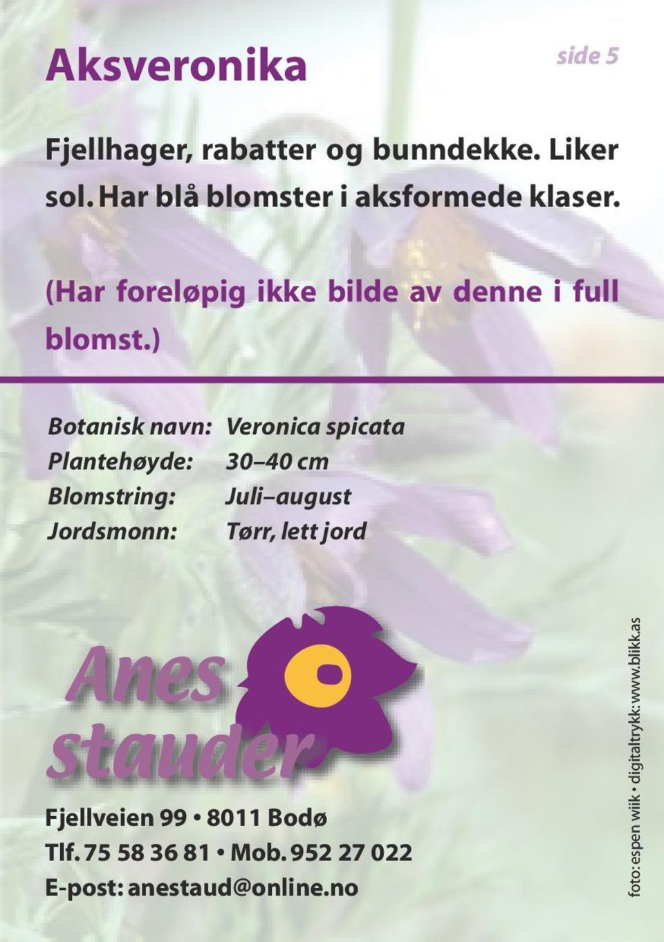 ) Botanisk navn: Veronica spicata Plantehøyde: 30 40 cm Blomstring: Juli august Jordsmonn: Tørr,