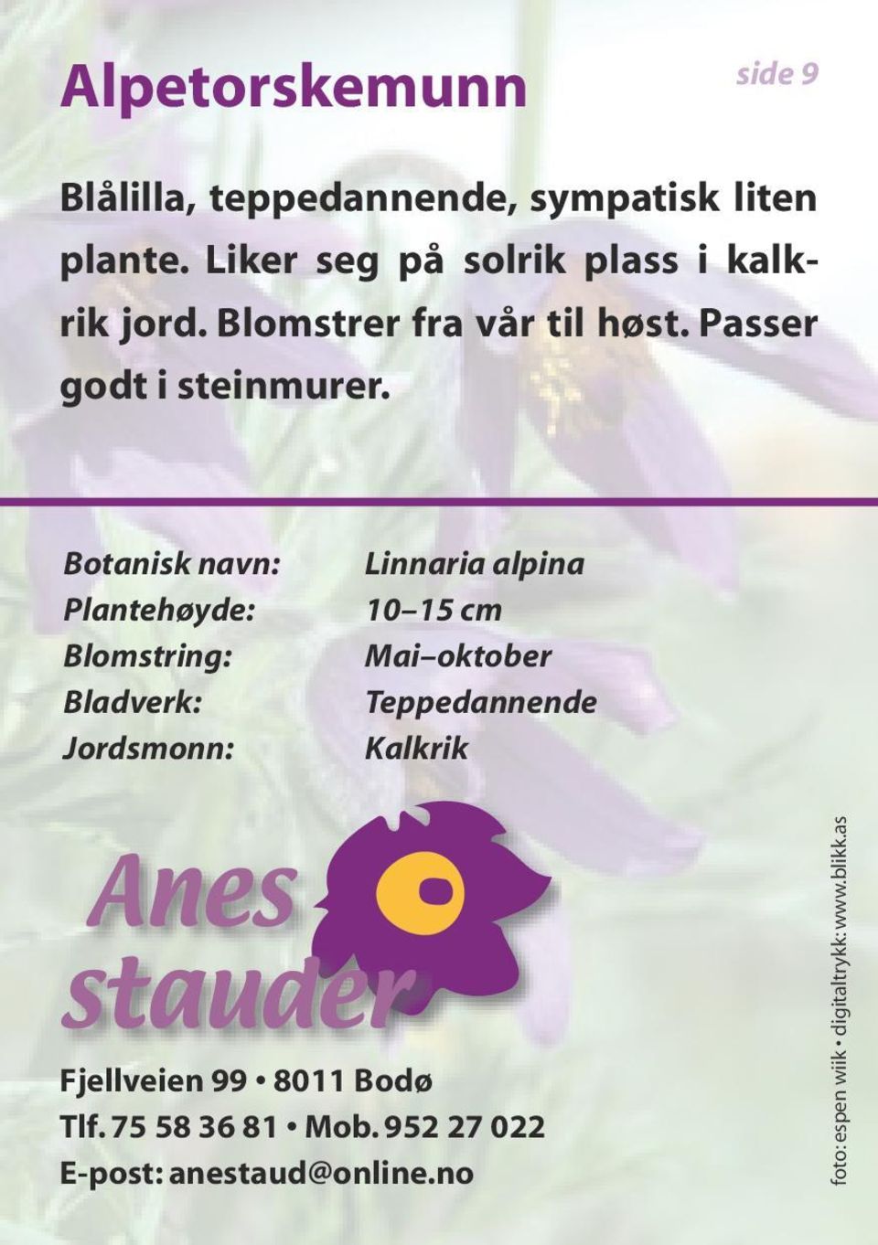 Botanisk navn: Plantehøyde: Blomstring: Bladverk: Jordsmonn: Linnaria alpina 10 15 cm Mai oktober