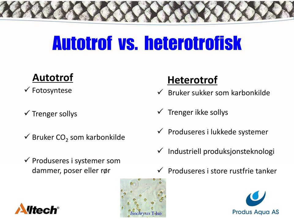 Produseres i systemer som dammer, poser eller rør Heterotrof Bruker sukker som