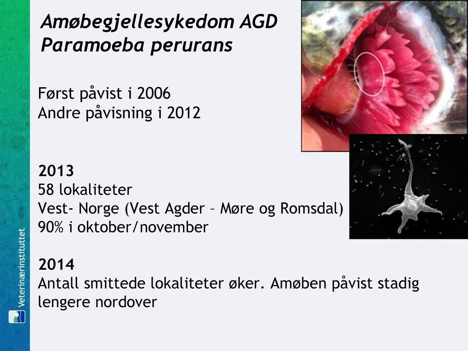 Agder Møre og Romsdal) 90% i oktober/november 2014 Antall