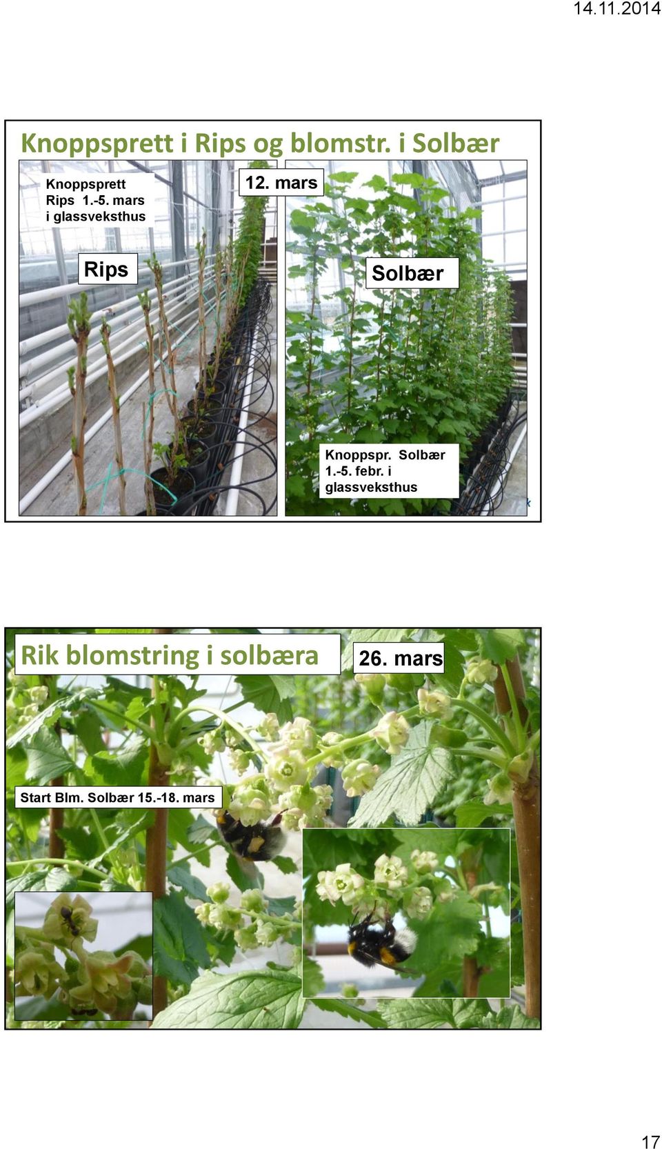 mars i glassveksthus 12. mars Rips Solbær Knoppspr.