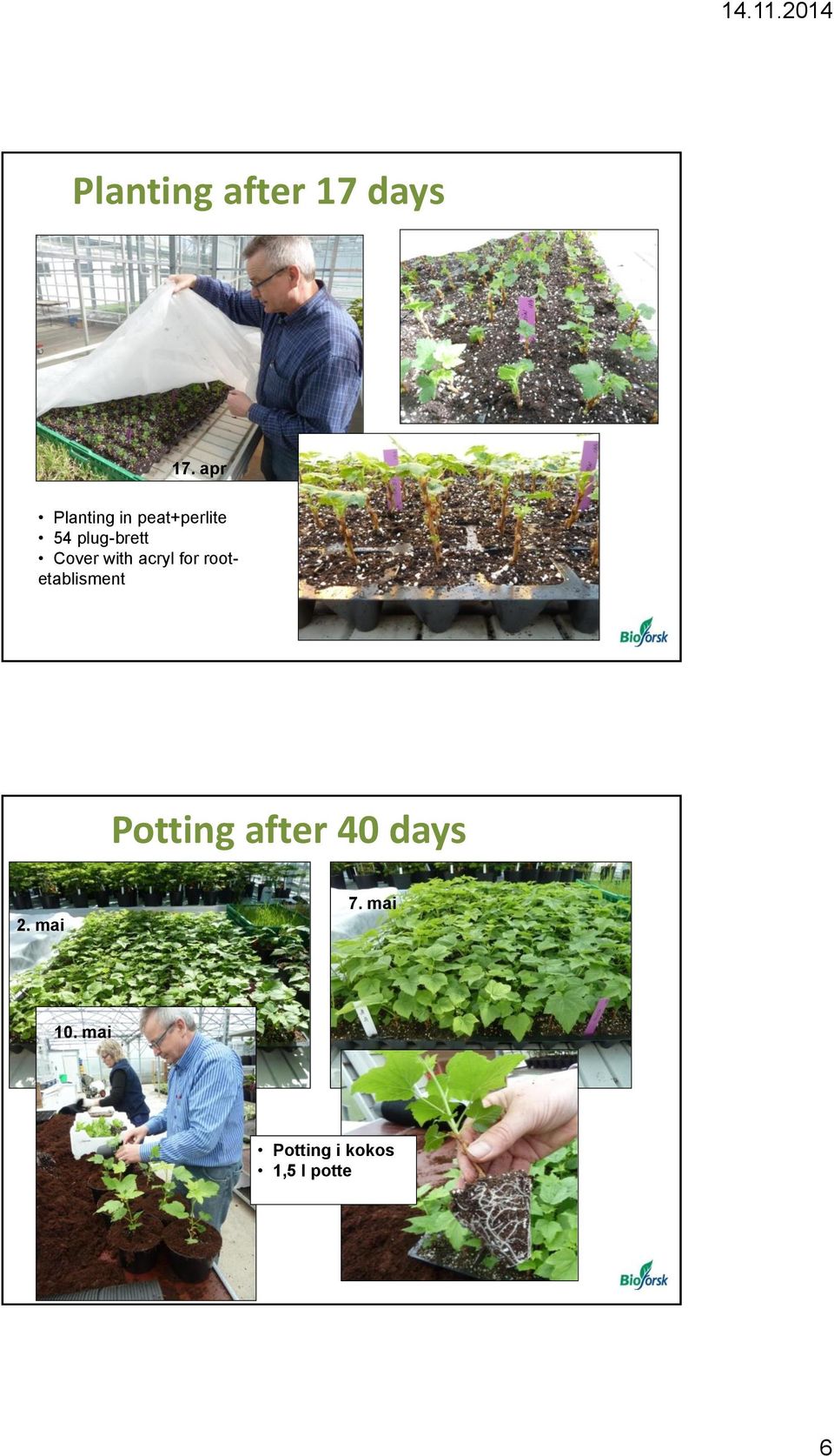 Cover with acryl for rootetablisment Potting