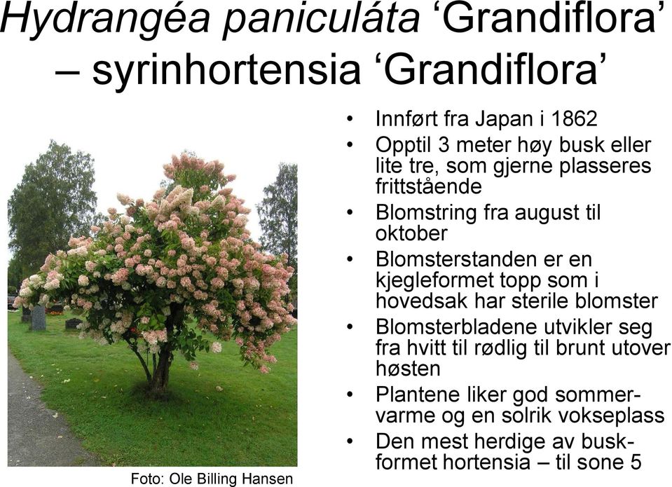 en kjegleformet topp som i hovedsak har sterile blomster Blomsterbladene utvikler seg fra hvitt til rødlig til brunt