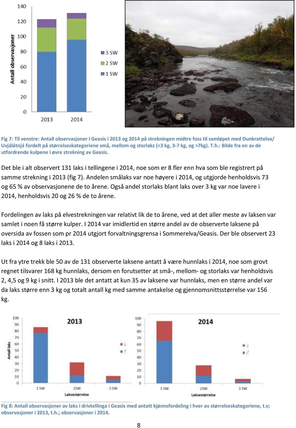 Det ble i alt observert 131 laks i tellingene i 2014, noe som er 8 fler enn hva som ble registrert på samme strekning i 2013 (fig 7).