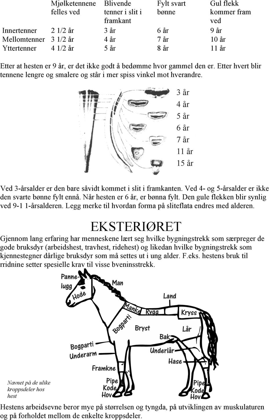 gammel den er. Etter hvert blir tennene lengre og smalere og står i mer spiss vinkel mot hverandre. 3 år 4 år 5 år 6 år 7 år 11 år 15 år Ved 3-årsalder er den bare såvidt kommet i slit i framkanten.