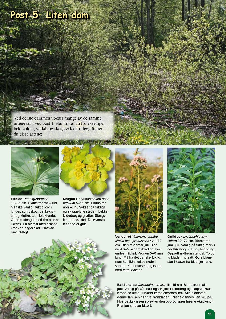 Opprett stengel med fire blader i krans. En blomst med grønne kron- og begerblad. Blåsvart bær. Giftig! Maigull Chrysosplenium alternifolium 5 15 cm. Blomstrer april juni.