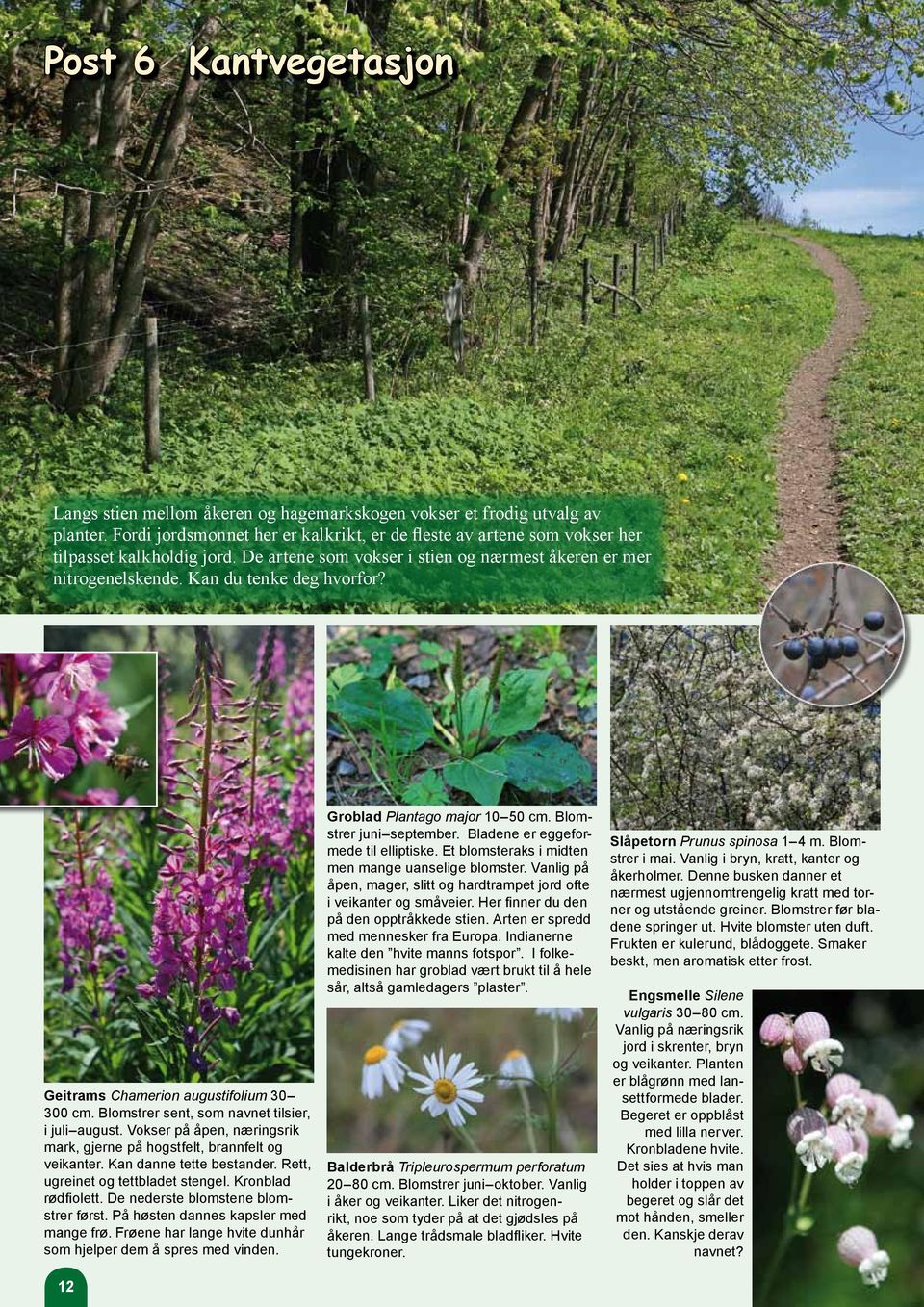 Geitrams Chamerion augustifolium 30 300 cm. Blomstrer sent, som navnet tilsier, i juli august. Vokser på åpen, næringsrik mark, gjerne på hogstfelt, brannfelt og veikanter. Kan danne tette bestander.