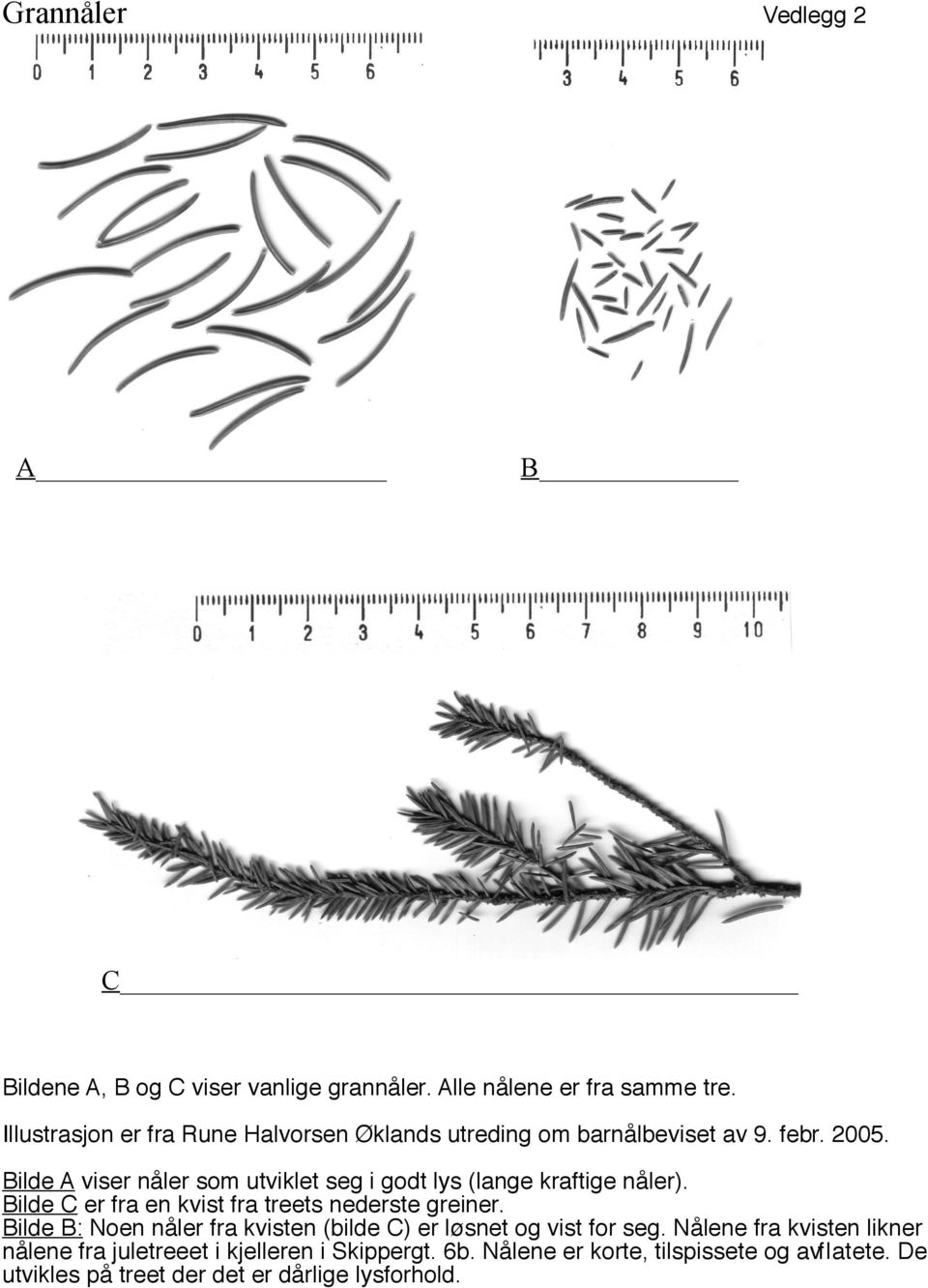 Bilde A viser nåler som utviklet seg i godt lys (lange kraftige nåler). Bilde C er fra en kvist fra treets nederste greiner.