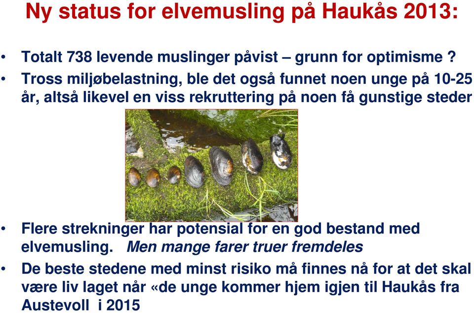 gunstige steder Flere strekninger har potensial for en god bestand med elvemusling.