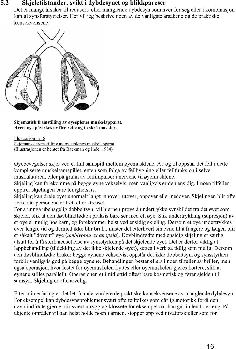 Illustrasjon nr. 6 Skjematisk fremstilling av øyeeplenes muskelapparat (Illustrasjonen er hentet fra Bäckman og Inde, 1984) Øyebevegelser skjer ved et fint samspill mellom øyemusklene.