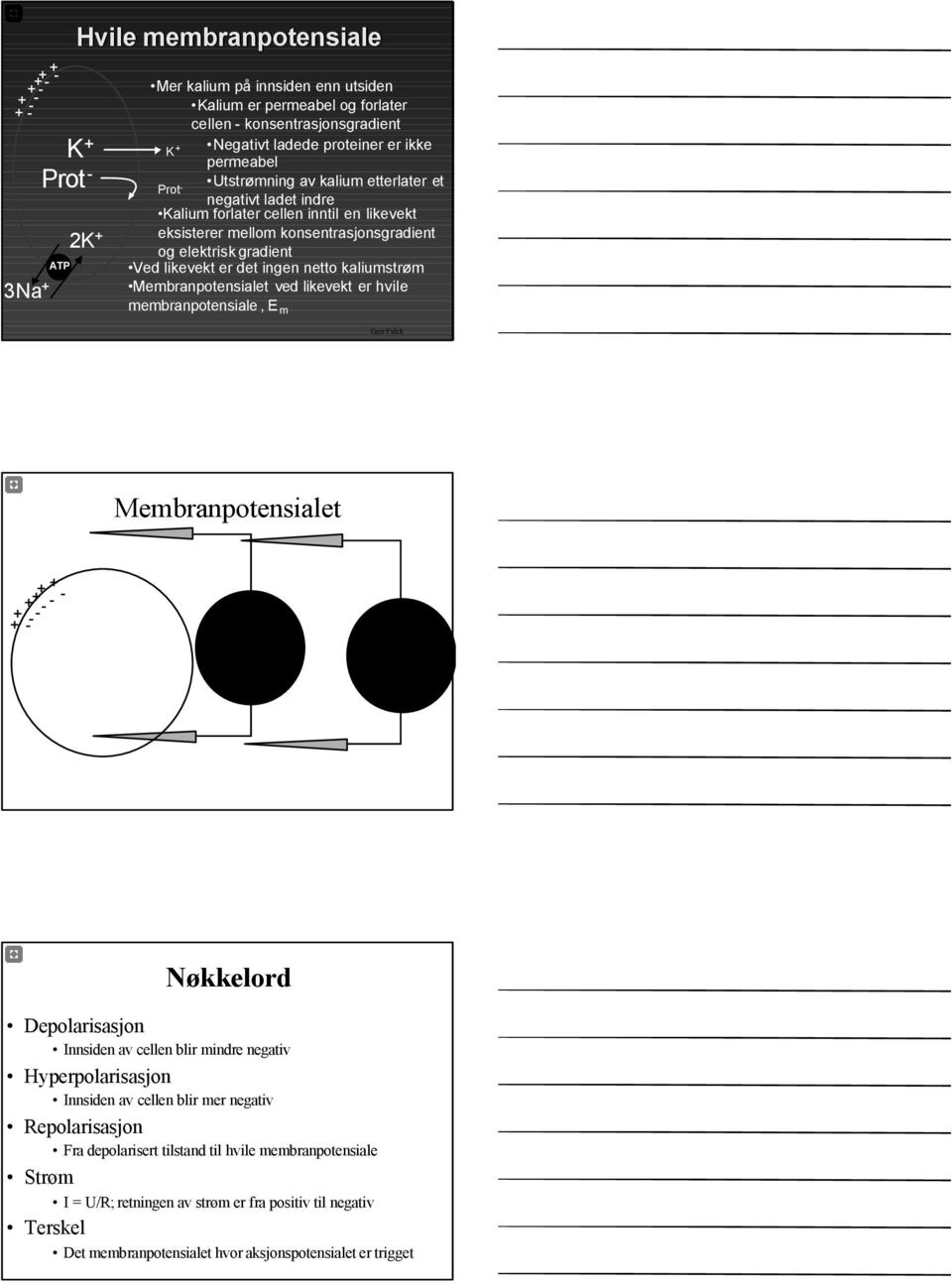 likevekt er det ingen netto kaliumstrøm Membranpotensialet ved likevekt er hvile membranpotensiale, E m 3Na + Geir Falck Membranpotensialet + - - + + - - - + + 0 0-100 100-100 100 Nøkkelord