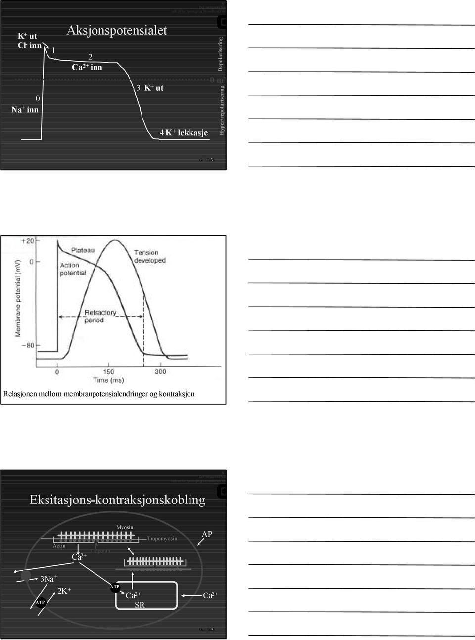 membranpotensialendringer og kontraksjon NTNU Det medisinske fakultet Institutt for fysiologi og biomedisinsk teknikk