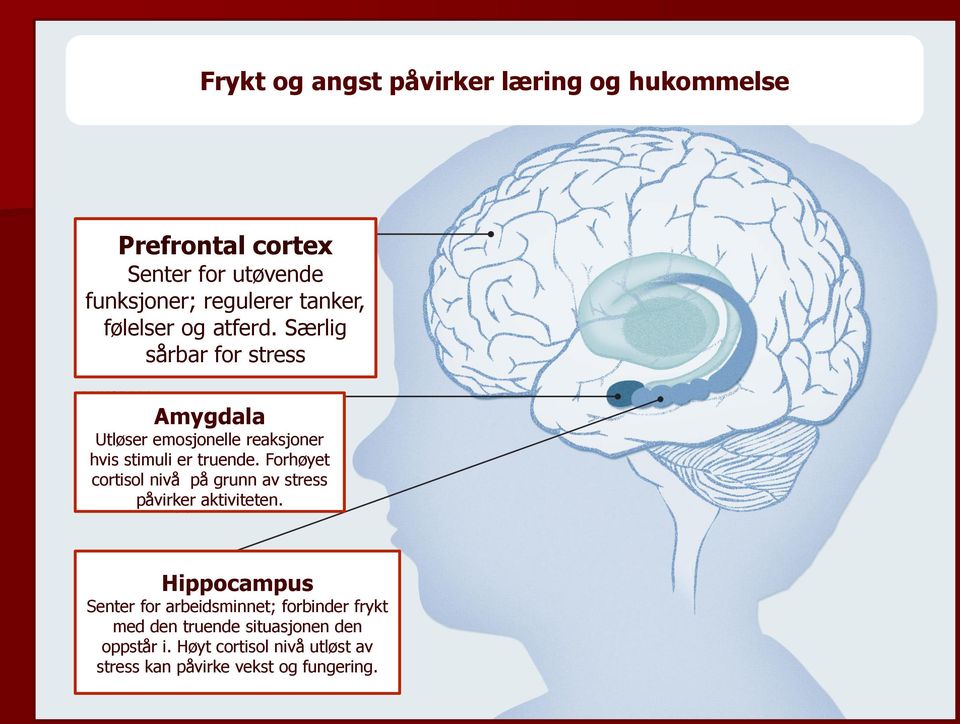 Forhøyet cortisol nivå på grunn av stress påvirker aktiviteten.