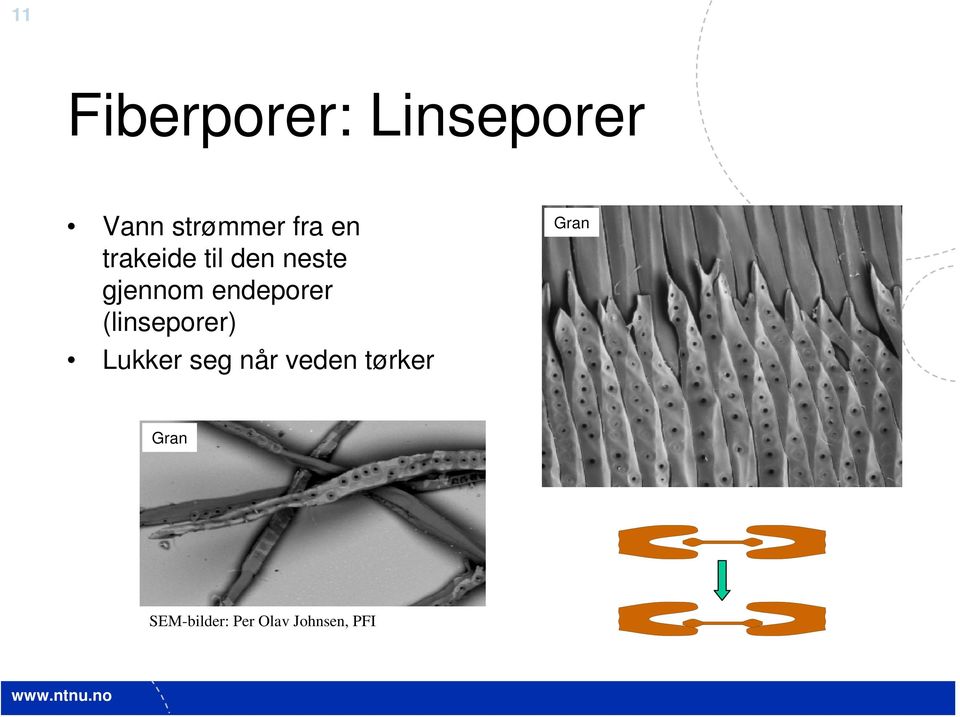 endeporer (linseporer) Lukker seg når