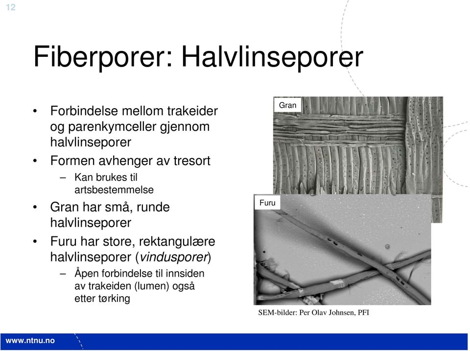 runde halvlinseporer Furu har store, rektangulære halvlinseporer (vindusporer) Åpen