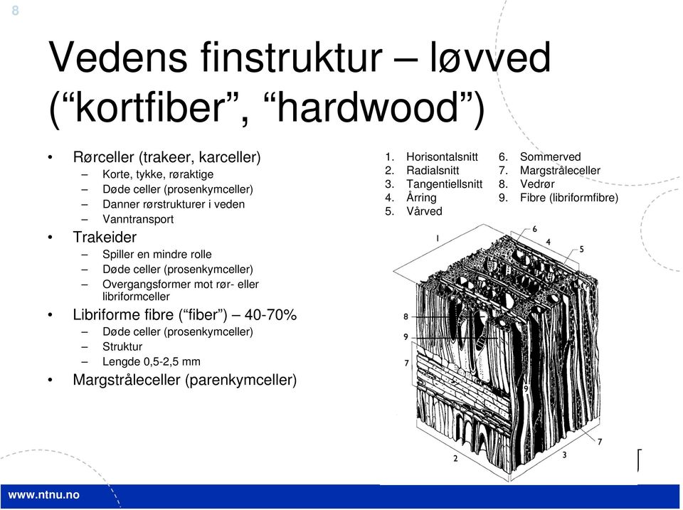 libriformceller Libriforme fibre ( fiber ) 40-70% Døde celler (prosenkymceller) Struktur Lengde 0,5-2,5 mm Margstråleceller