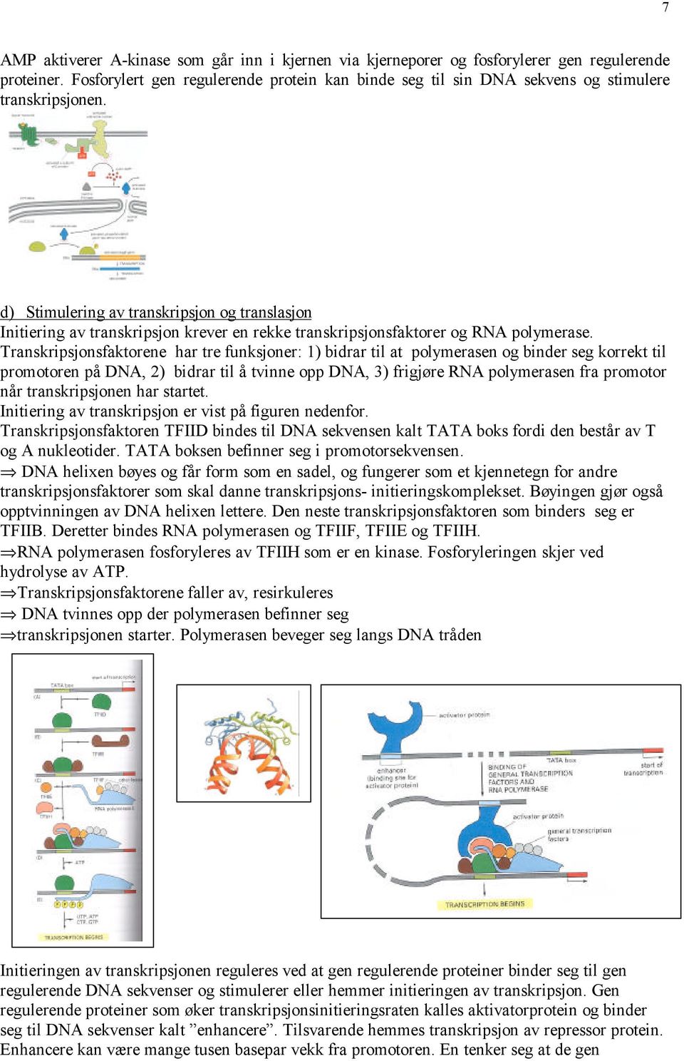 d) Stimulering av transkripsjon og translasjon Initiering av transkripsjon krever en rekke transkripsjonsfaktorer og RNA polymerase.