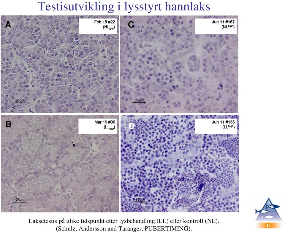 ) Laksetestis på ulike tidspunkt etter lysbehandling (LL) eller