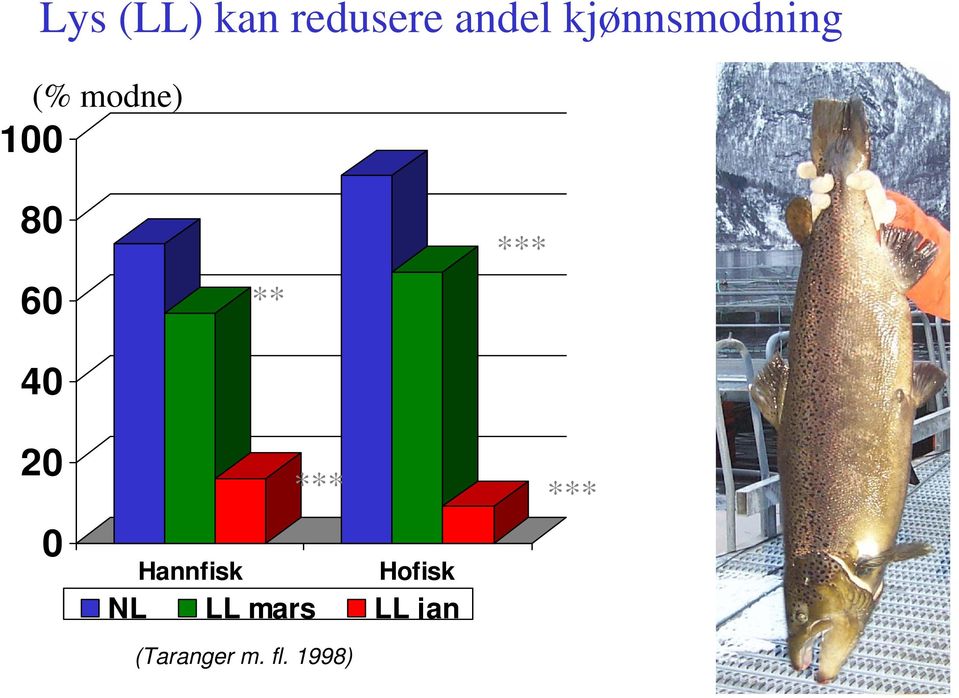 *** 20 0 *** Hannfisk Hofisk NL LL