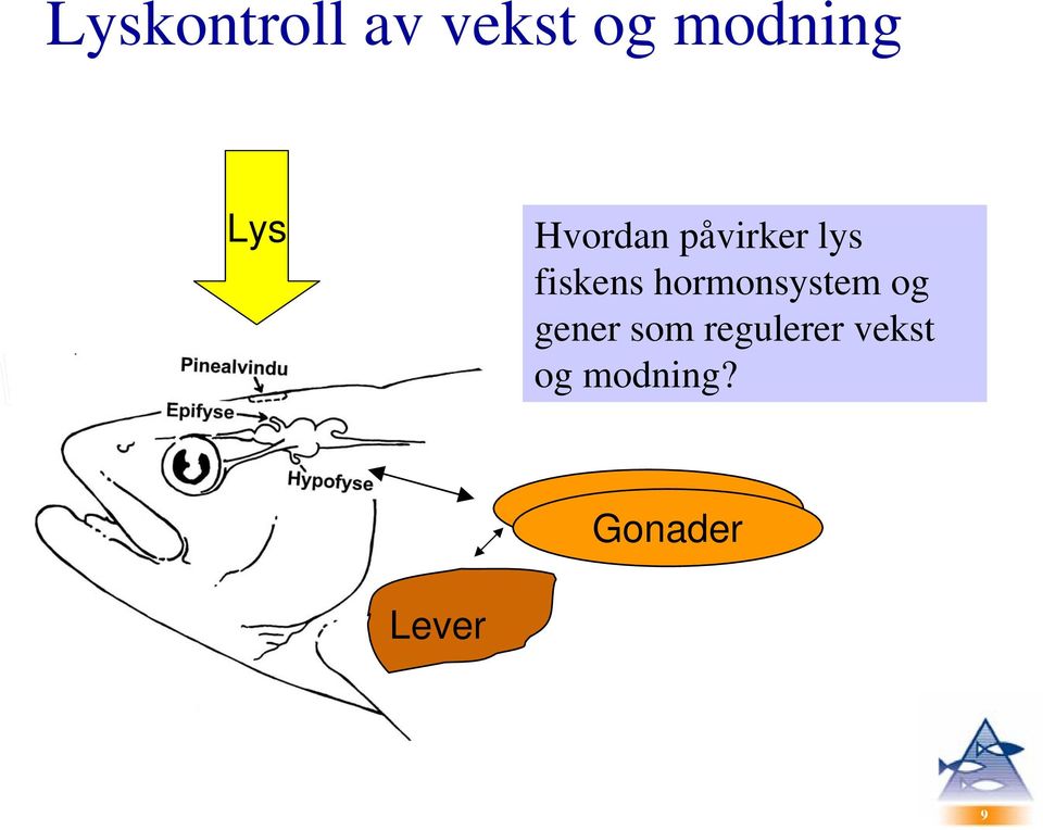 hormonsystem og gener som regulerer