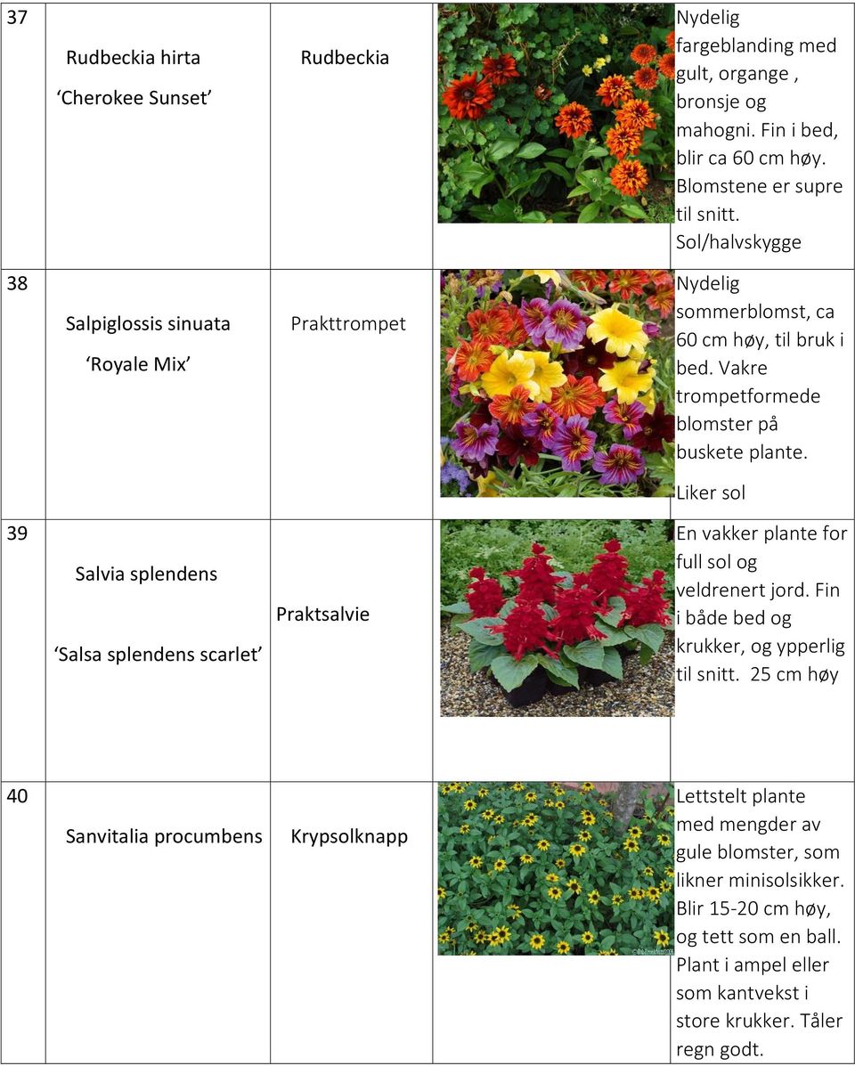 Liker sol 39 Salvia splendens Salsa splendens scarlet Praktsalvie En vakker plante for full sol og veldrenert jord. Fin i både bed og krukker, og ypperlig til snitt.