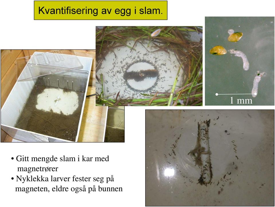 mov 1 mm Gitt mengde slam i kar med