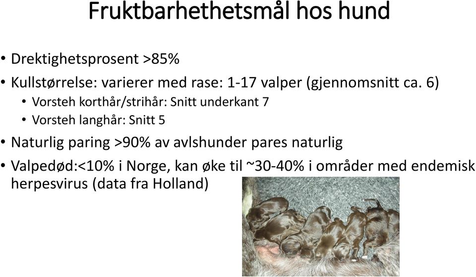 6) Vorsteh korthår/strihår: Snitt underkant 7 Vorsteh langhår: Snitt 5 Naturlig