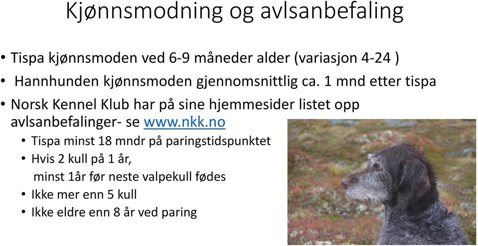 1 mnd etter tispa Norsk Kennel Klub har på sine hjemmesider listet opp avlsanbefalinger- se www.