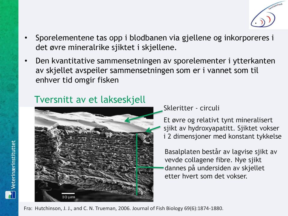 av et lakseskjell Skleritter - circuli Et øvre og relativt tynt mineralisert sjikt av hydroxyapatitt.