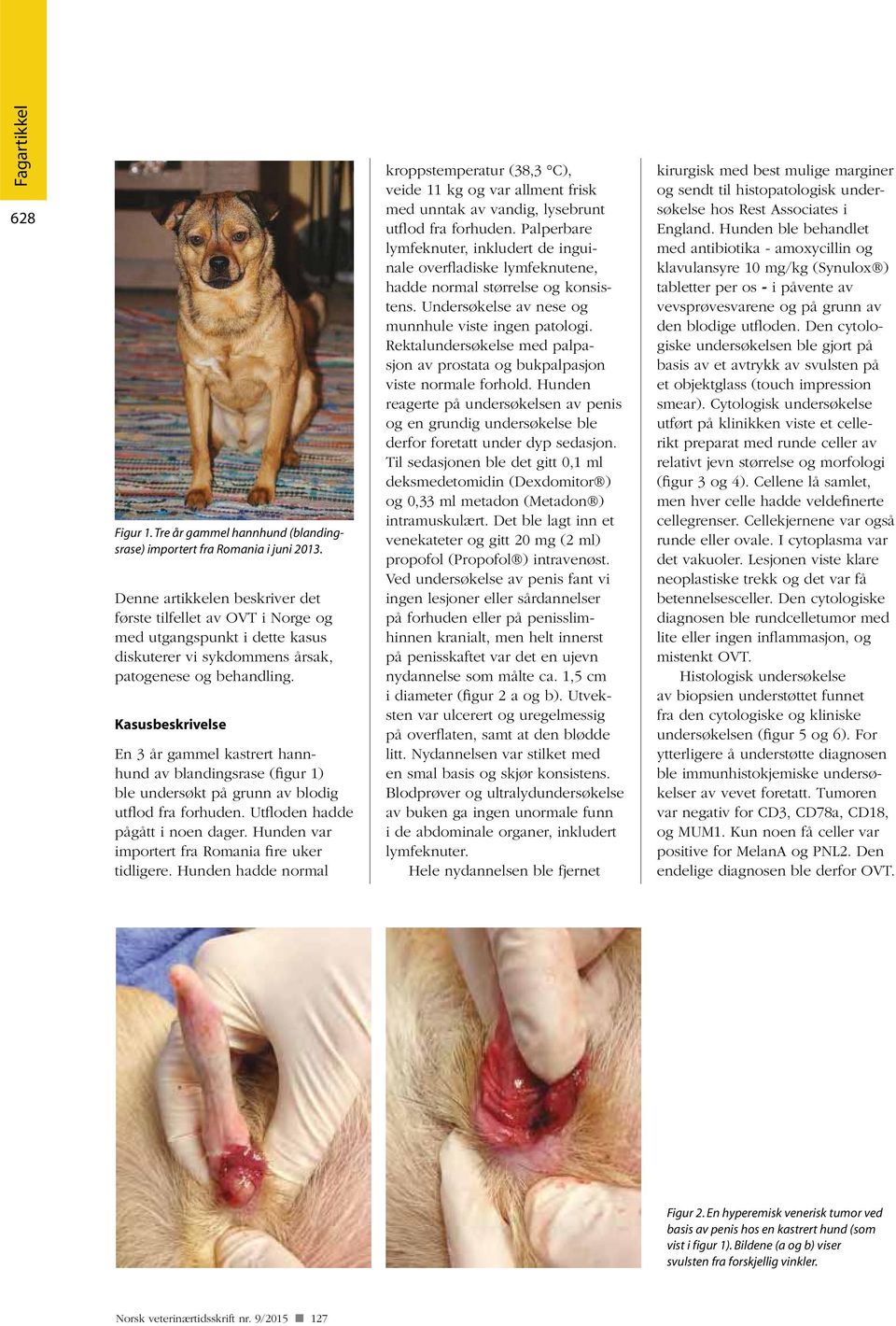 veterinær NORSK TIDSSKRIFT Geir Rom Haugerud hos hund Flaggermusrabies  NUMMER 9/ ÅRGANG - PDF Gratis nedlasting