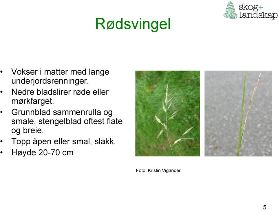 Grunnblad sammenrulla og smale, stengelblad oftest flate