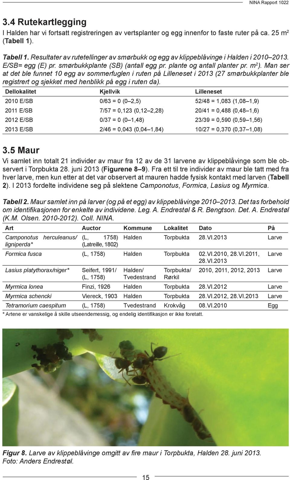 Man ser at det ble funnet 10 egg av sommerfuglen i ruten på Lilleneset i 2013 (27 smørbukkplanter ble registrert og sjekket med henblikk på egg i ruten da).