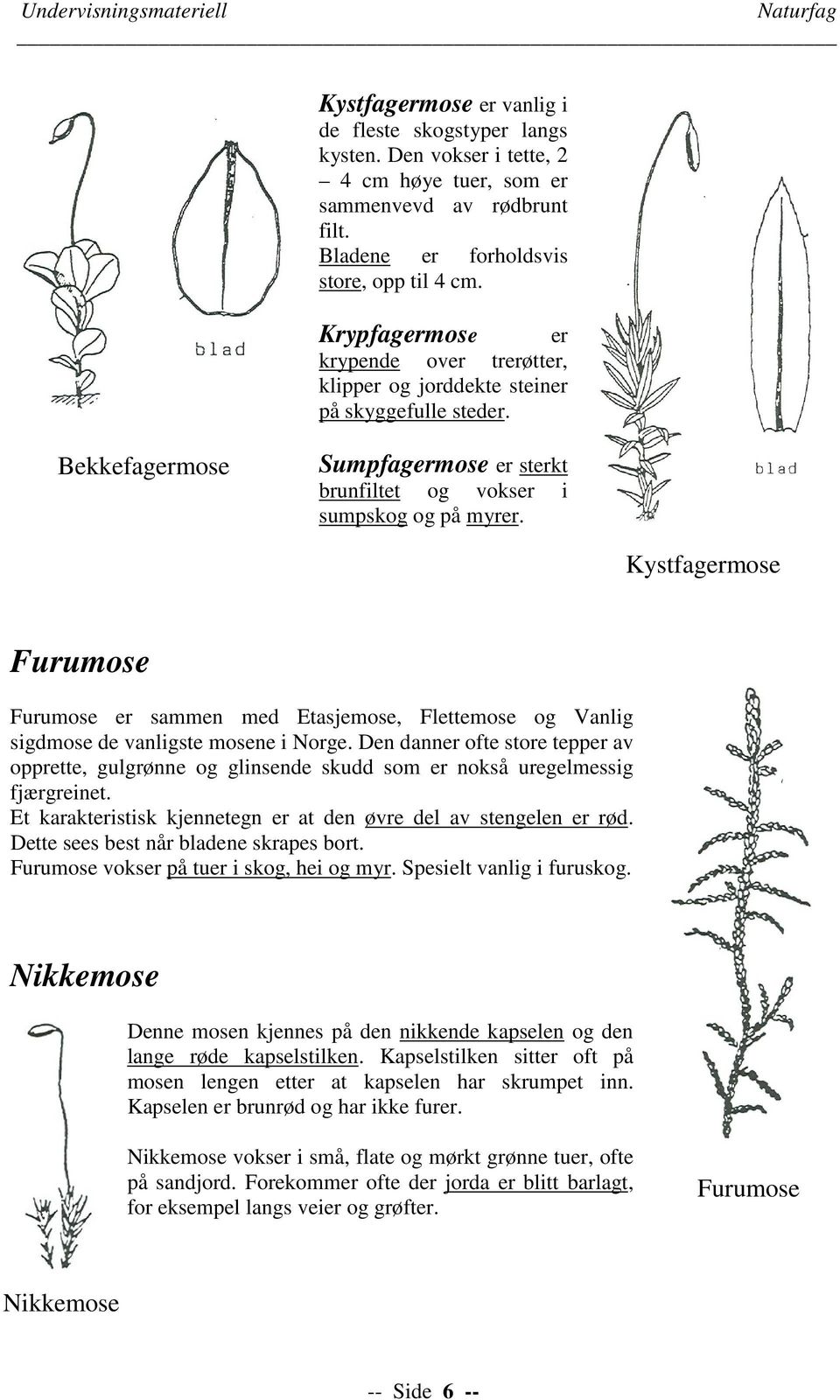 Bekkefagermose Sumpfagermose er sterkt brunfiltet og vokser i sumpskog og på myrer. Kystfagermose Furumose Furumose er sammen med Etasjemose, Flettemose og Vanlig sigdmose de vanligste mosene i Norge.