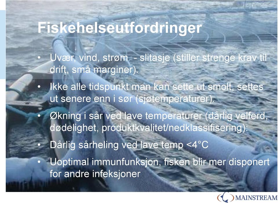 Økning i sår ved lave temperaturer (dårlig velferd, dødelighet, produktkvalitet/nedklassifisering):