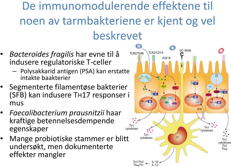 Segmenterte filamentøse bakterier (SFB) kan indusere TH17 responser i mus Faecalibacterium prausnitzii haar