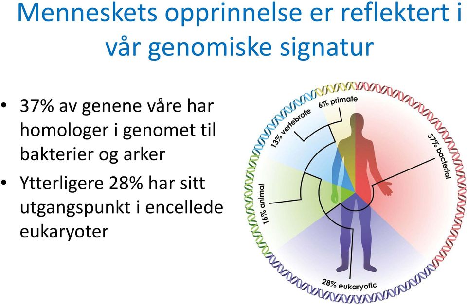 homologer i genomet til bakterier og arker