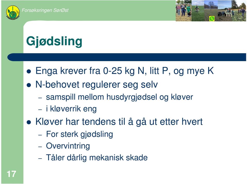 kløver i kløverrik eng Kløver har tendens til å gå ut etter