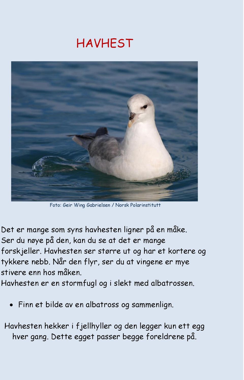 Når den flyr, ser du at vingene er mye stivere enn hos måken. Havhesten er en stormfugl og i slekt med albatrossen.