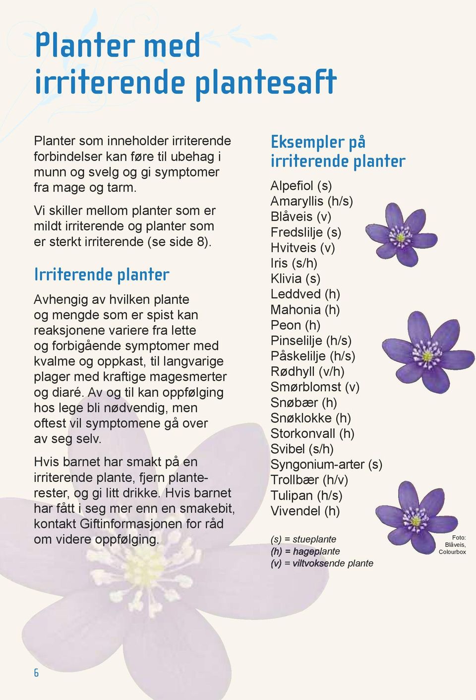 Irriterende planter Avhengig av hvilken plante og mengde som er spist kan reaksjonene variere fra lette og forbigående symptomer med kvalme og oppkast, til langvarige plager med kraftige magesmerter