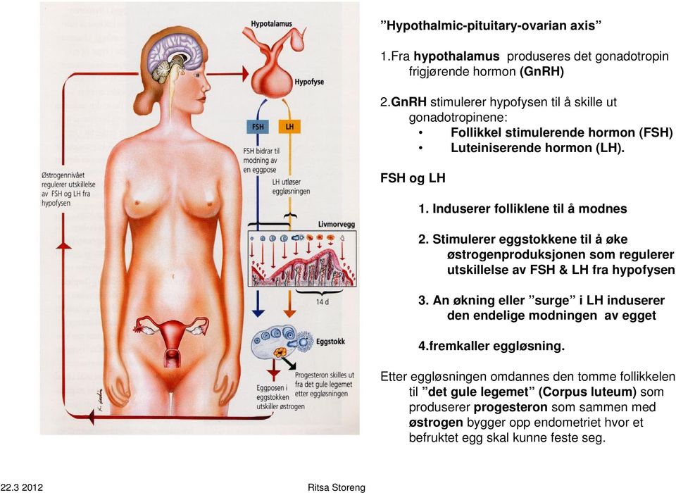 Stimulerer eggstokkene til å øke østrogenproduksjonen som regulerer utskillelse av FSH & LH fra hypofysen 3.