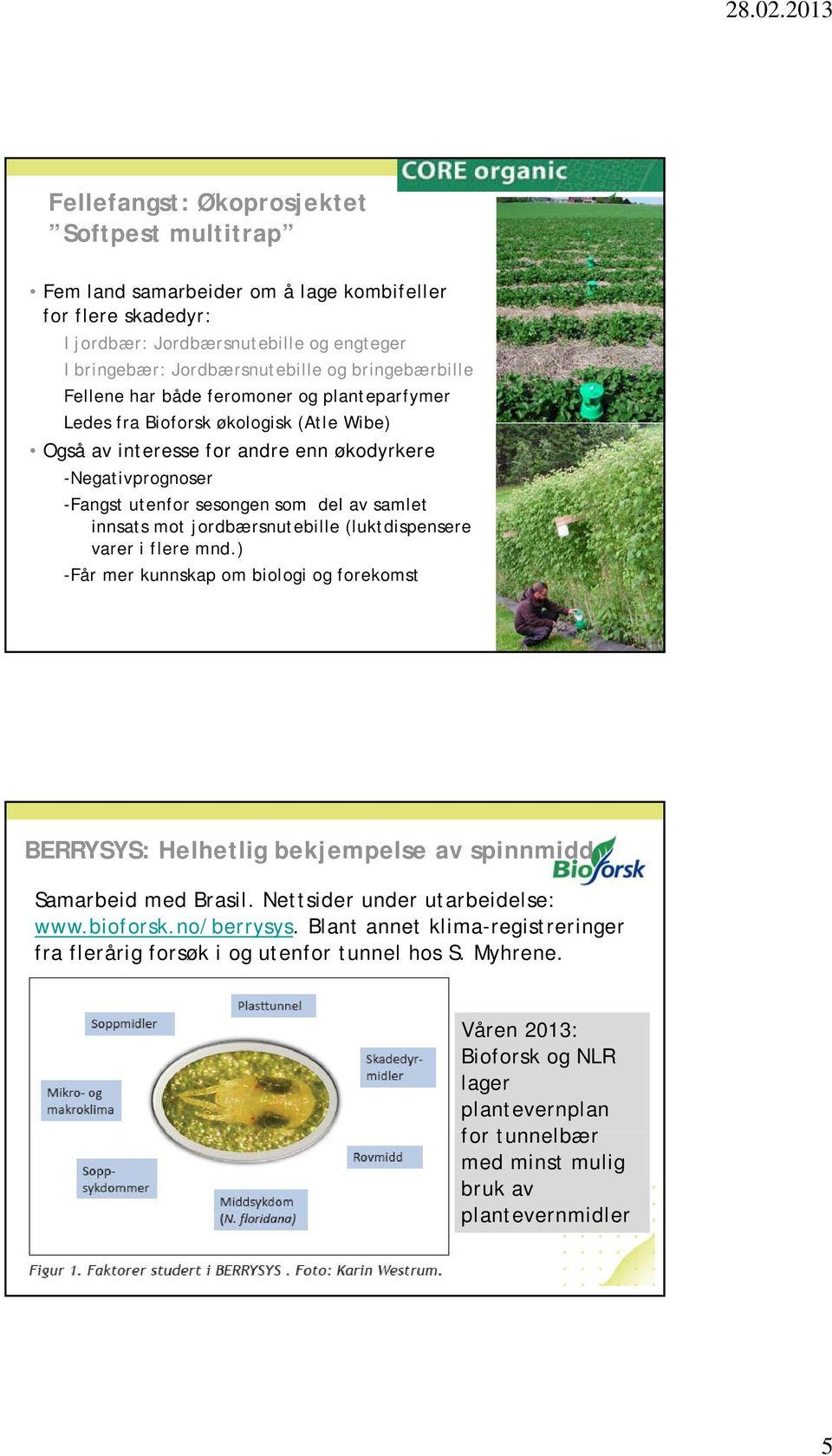 mot jordbærsnutebille (luktdispensere varer i flere mnd.) -Får mer kunnskap om biologi og forekomst BERRYSYS: Helhetlig bekjempelse av spinnmidd Samarbeid med Brasil.