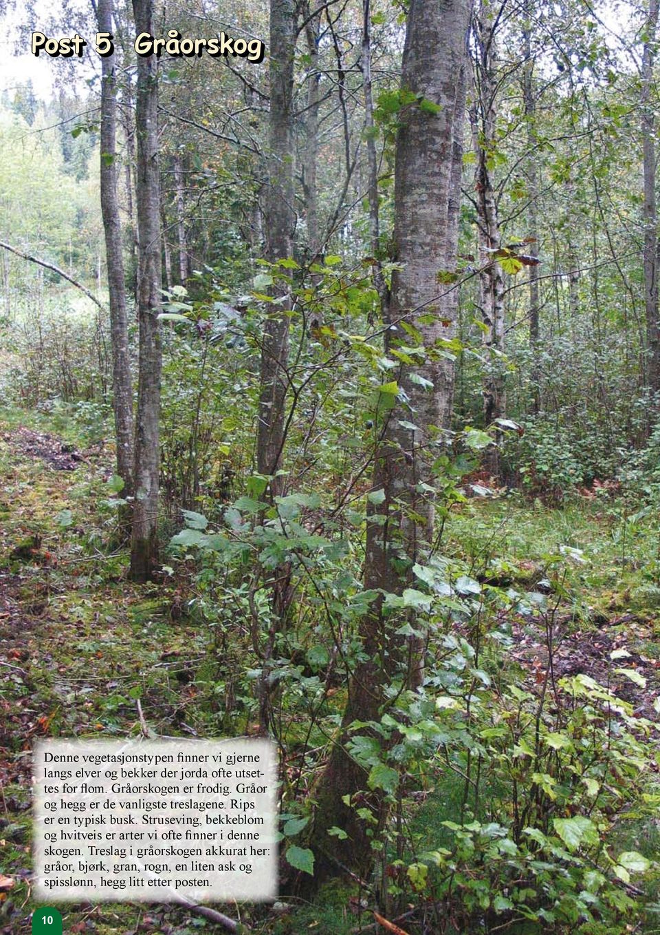 Rips er en typisk busk. Struseving, bekkeblom og hvitveis er arter vi ofte finner i denne skogen.