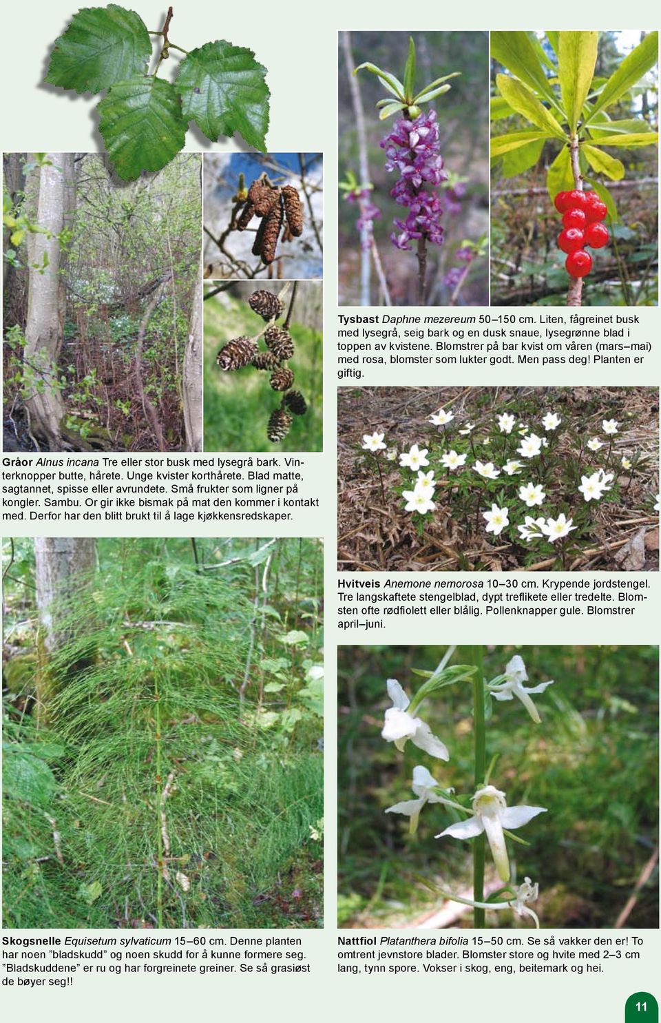 Unge kvister korthårete. Blad matte, sagtannet, spisse eller avrundete. Små frukter som ligner på kongler. Sambu. Or gir ikke bismak på mat den kommer i kontakt med.