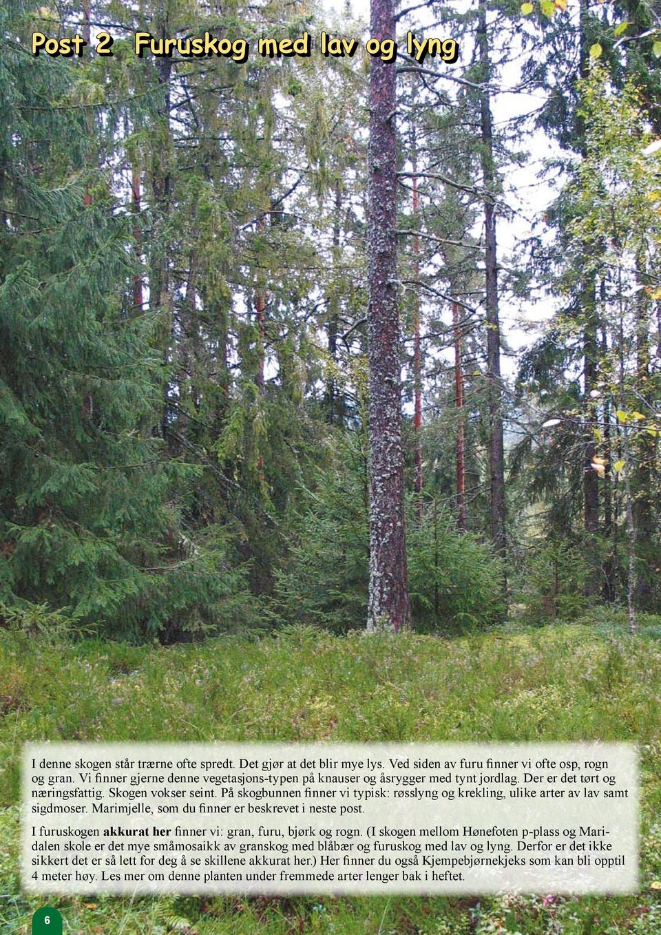 På skogbunnen finner vi typisk: røsslyng og krekling, ulike arter av lav samt sigdmoser. Marimjelle, som du finner er beskrevet i neste post.