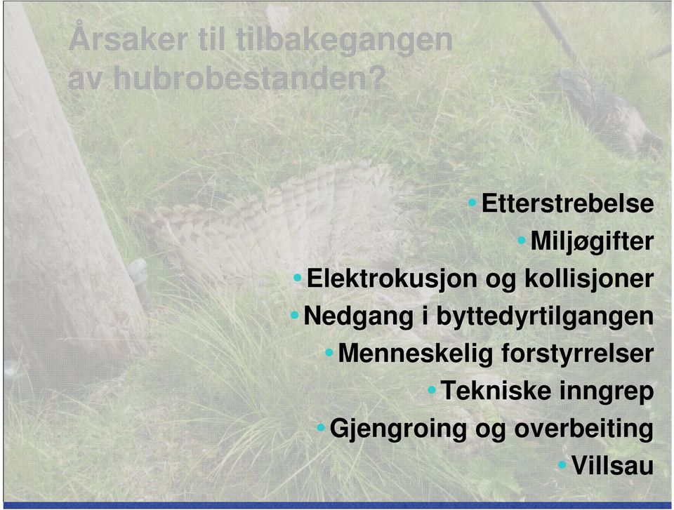 kollisjoner Nedgang i byttedyrtilgangen Menneskelig