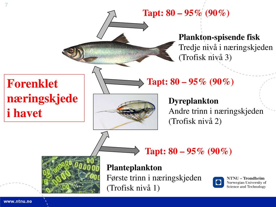80 95% (90%) Dyreplankton Andre trinn i næringskjeden (Trofisk nivå