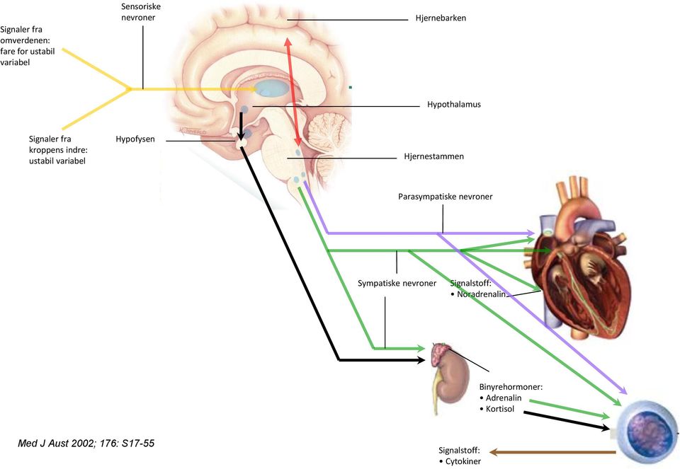 Hypofysen Hjernestammen Parasympatiske nevroner Sympatiske nevroner Signalstoff: